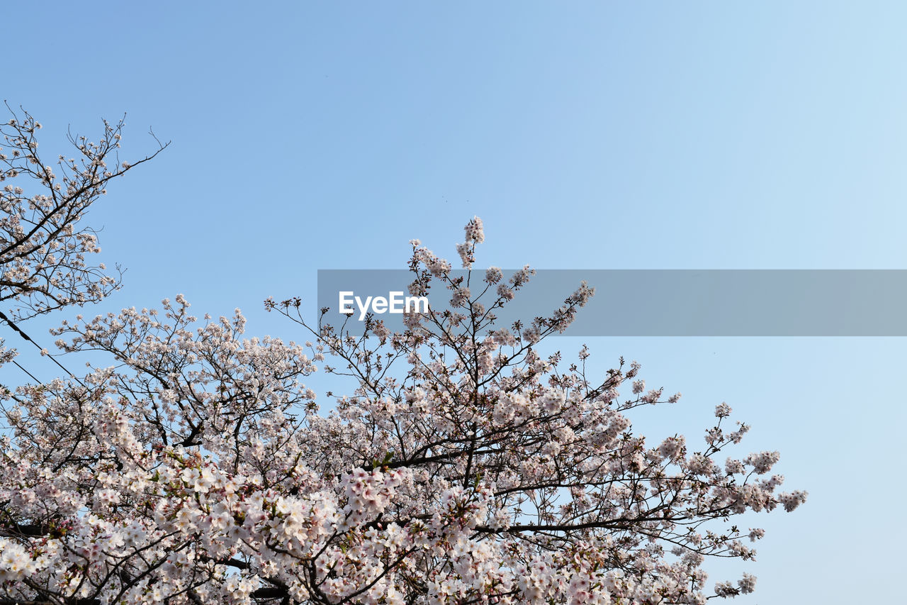 LOW ANGLE VIEW OF CHERRY BLOSSOM TREE AGAINST CLEAR SKY