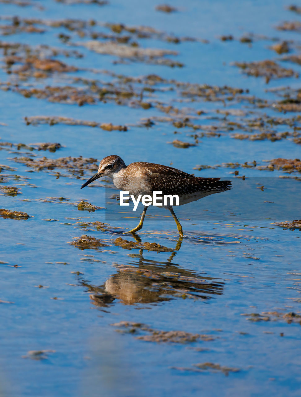 high angle view of bird in water