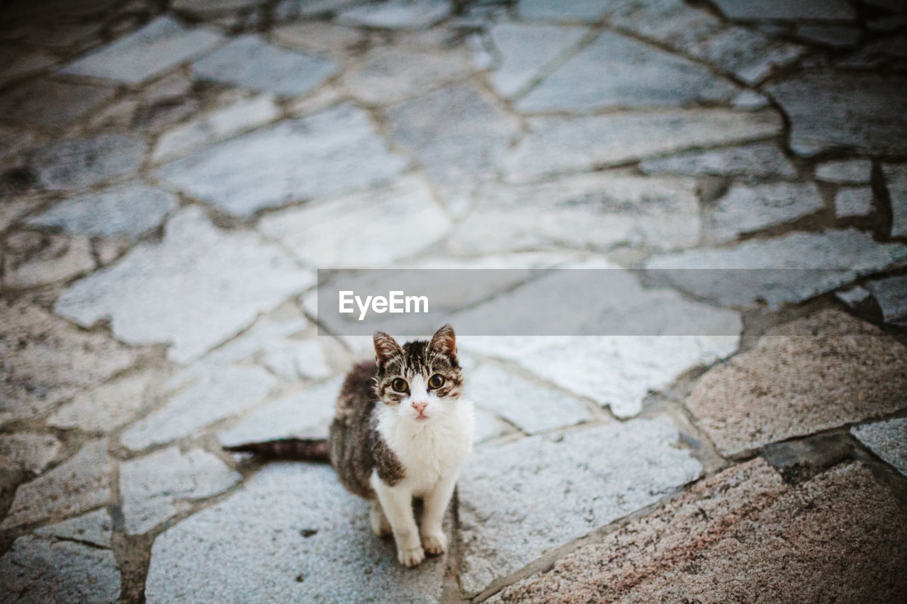 High angle portrait of cat sitting on footpath