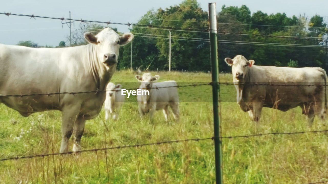 HORSES ON GRASSY FIELD IN FRONT OF FENCE ON PASTURE