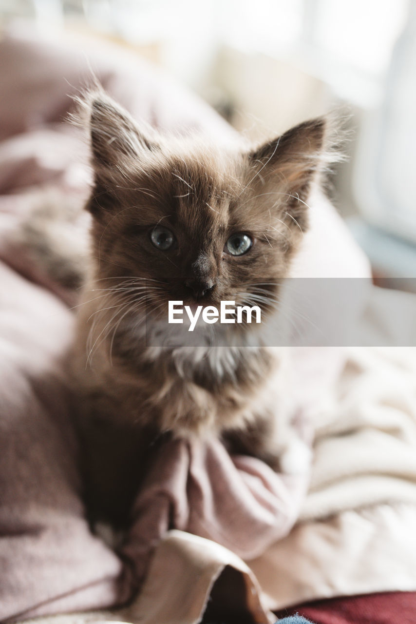 Close-up of kitten sitting on bed at home