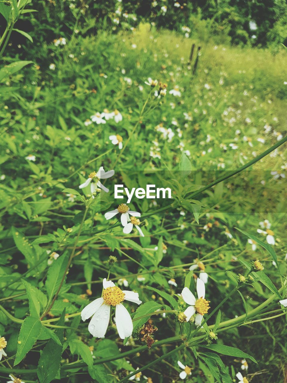 Close-up of flowers blooming outdoors