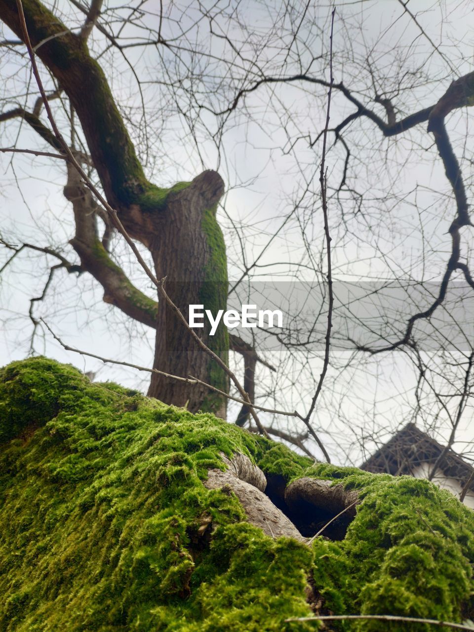 LOW ANGLE VIEW OF TREE TRUNK IN FOREST