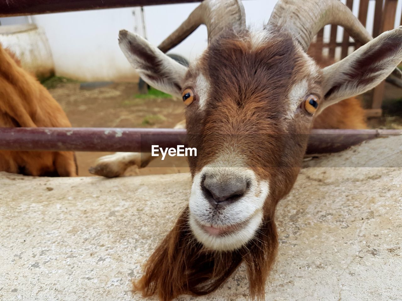 CLOSE-UP PORTRAIT OF SHEEP