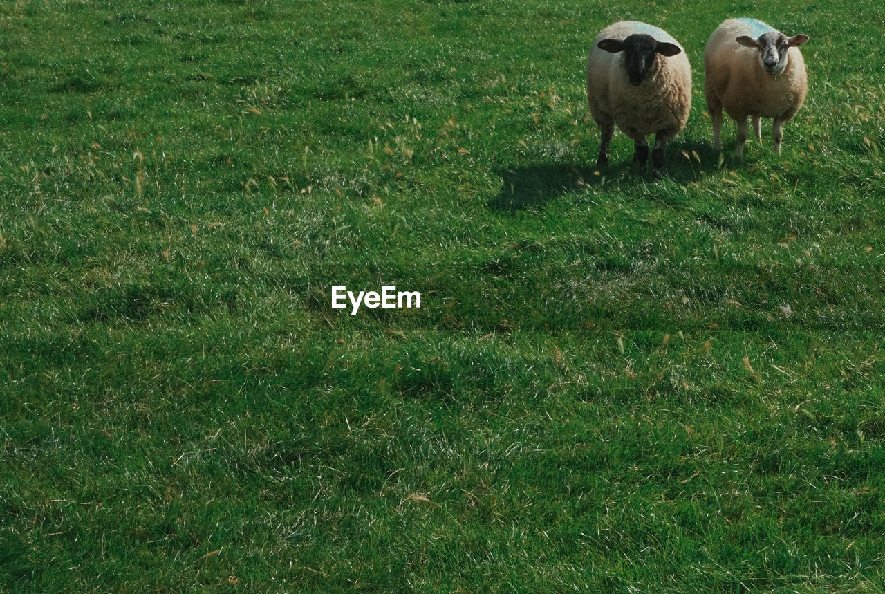 VIEW OF SHEEP ON GRASS