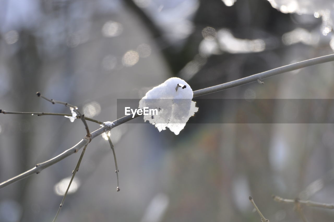 CLOSE-UP OF FROZEN PLANT ON SNOW