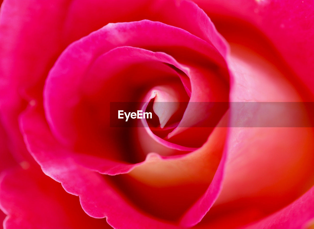 flower, beauty in nature, flowering plant, pink, petal, plant, rose, close-up, fragility, freshness, inflorescence, flower head, nature, full frame, no people, growth, macro photography, garden roses, macro, extreme close-up, red, backgrounds, love, outdoors, positive emotion, springtime, pattern