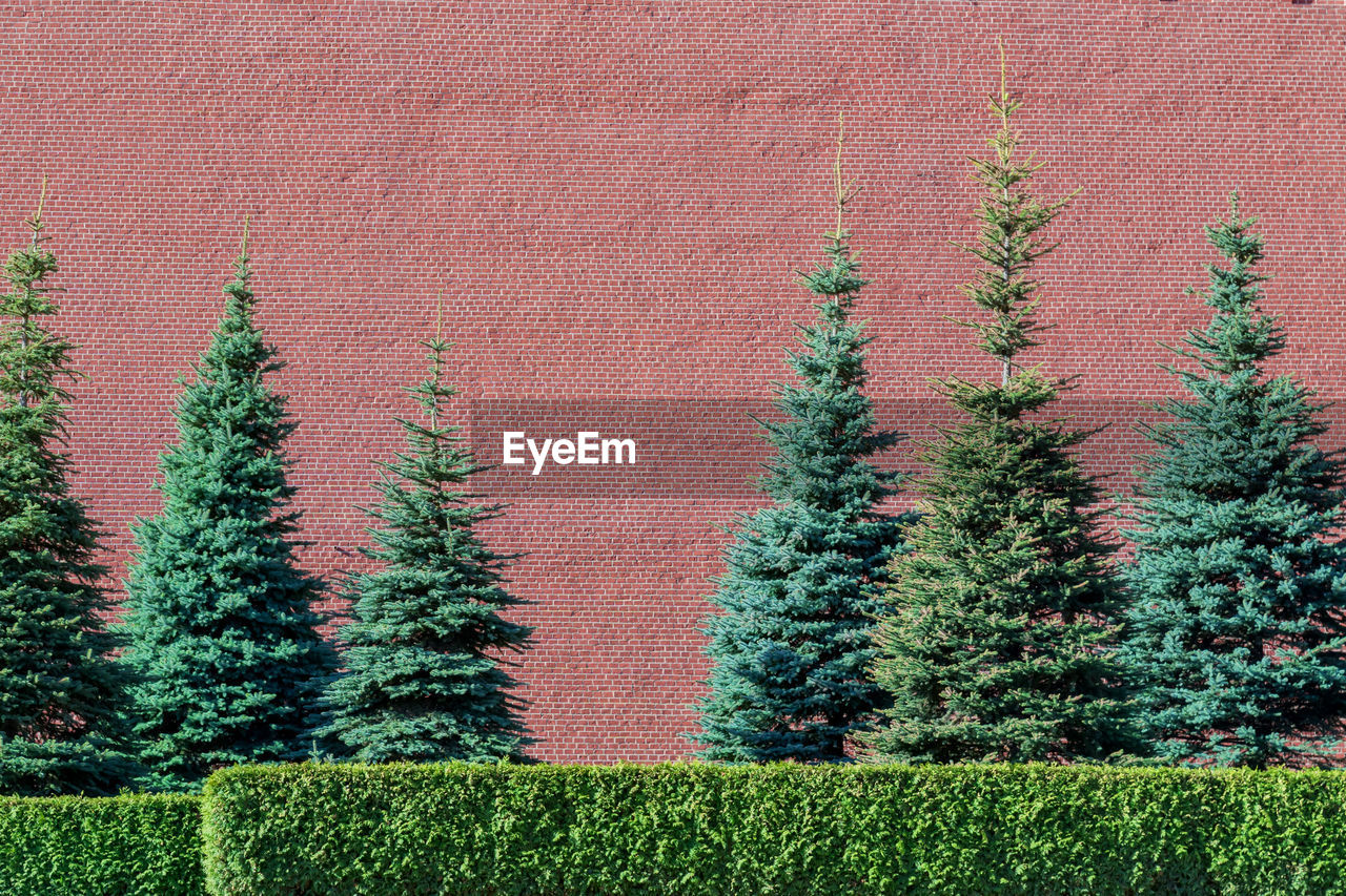 Red kremlin wall and pine trees, background