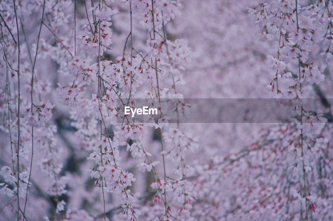 Close-up of pink cherry blossom tree