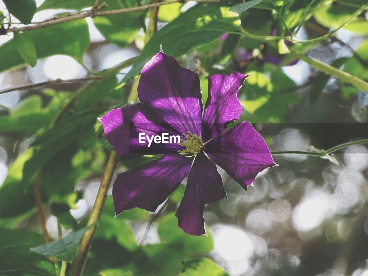 CLOSE-UP OF PURPLE IRIS BLOOMING