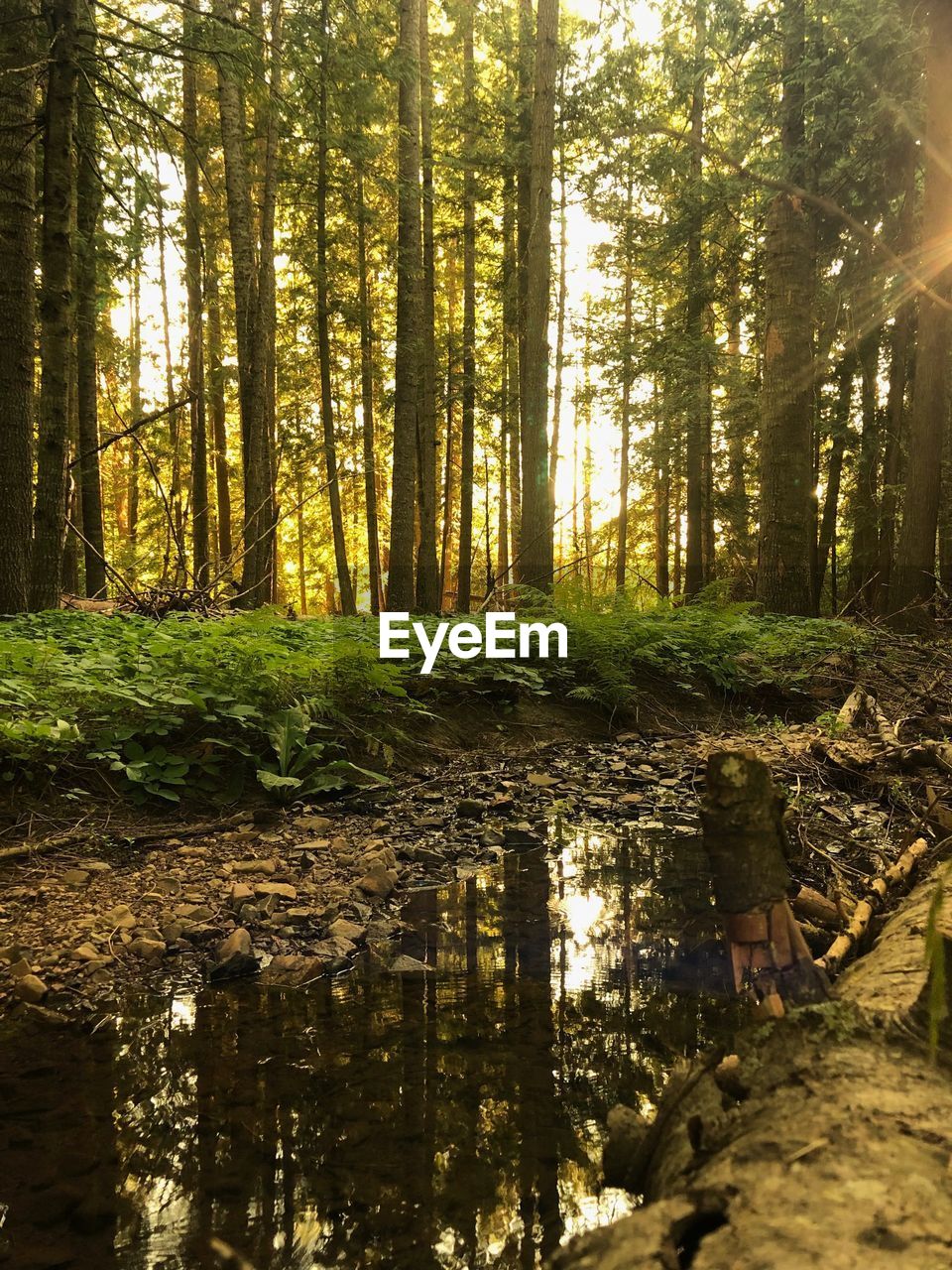 TREES AND PLANTS IN STREAM