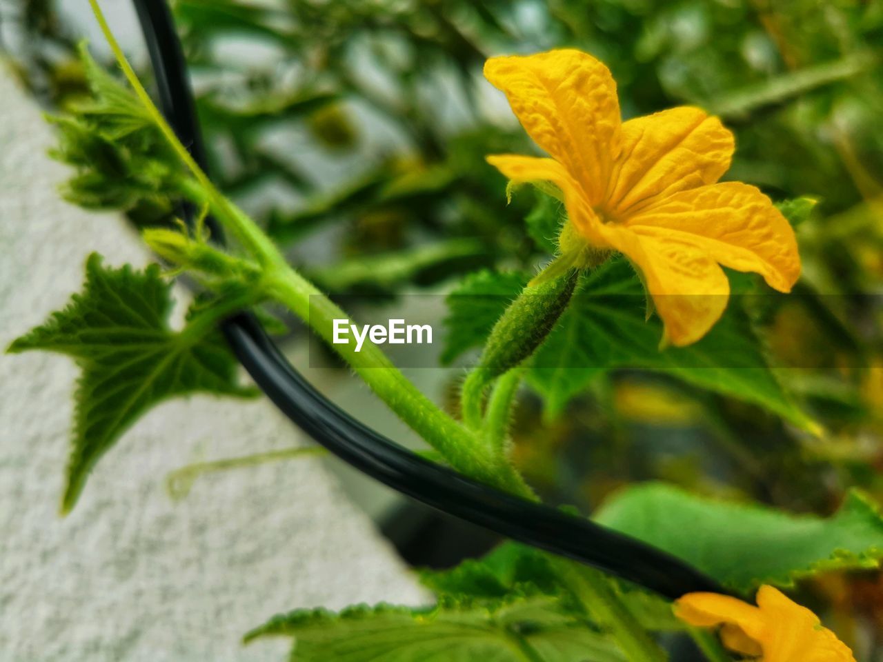 Close-up of yellow flowering cucumber plant