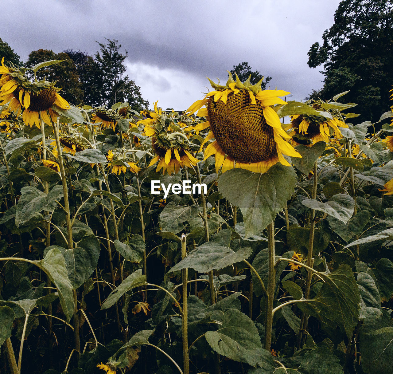 CLOSE-UP OF YELLOW SUNFLOWERS IN BLOOM