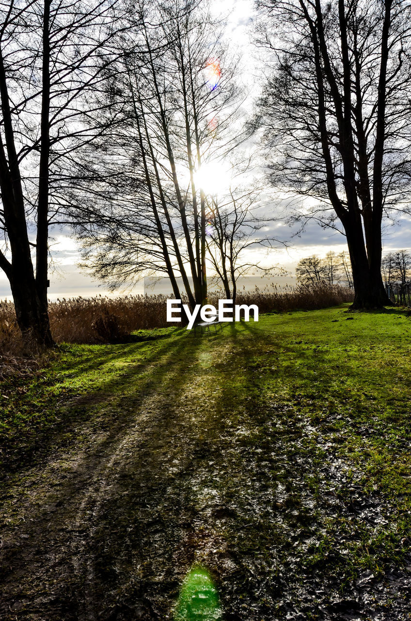 VIEW OF BARE TREES ON FIELD