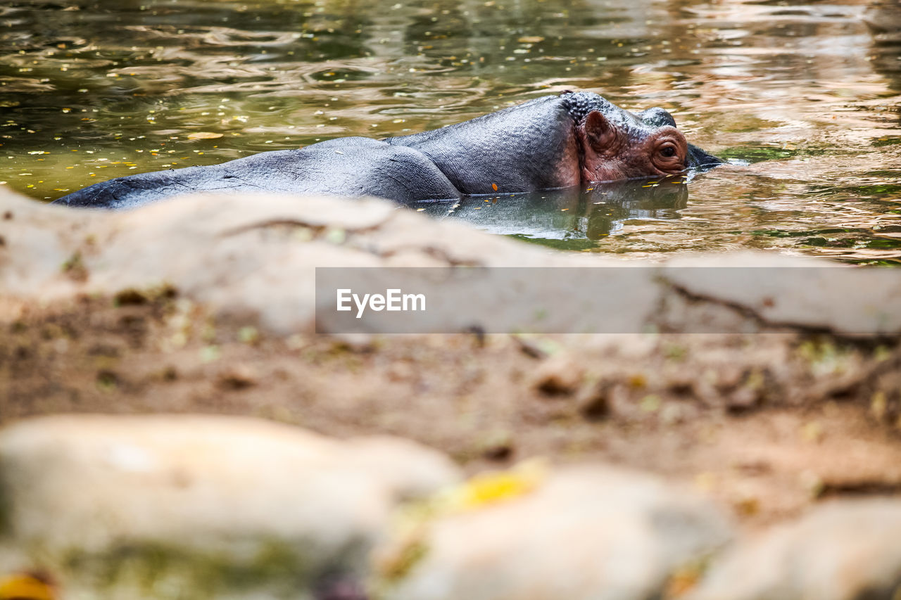CLOSE-UP OF TURTLE IN A LAKE