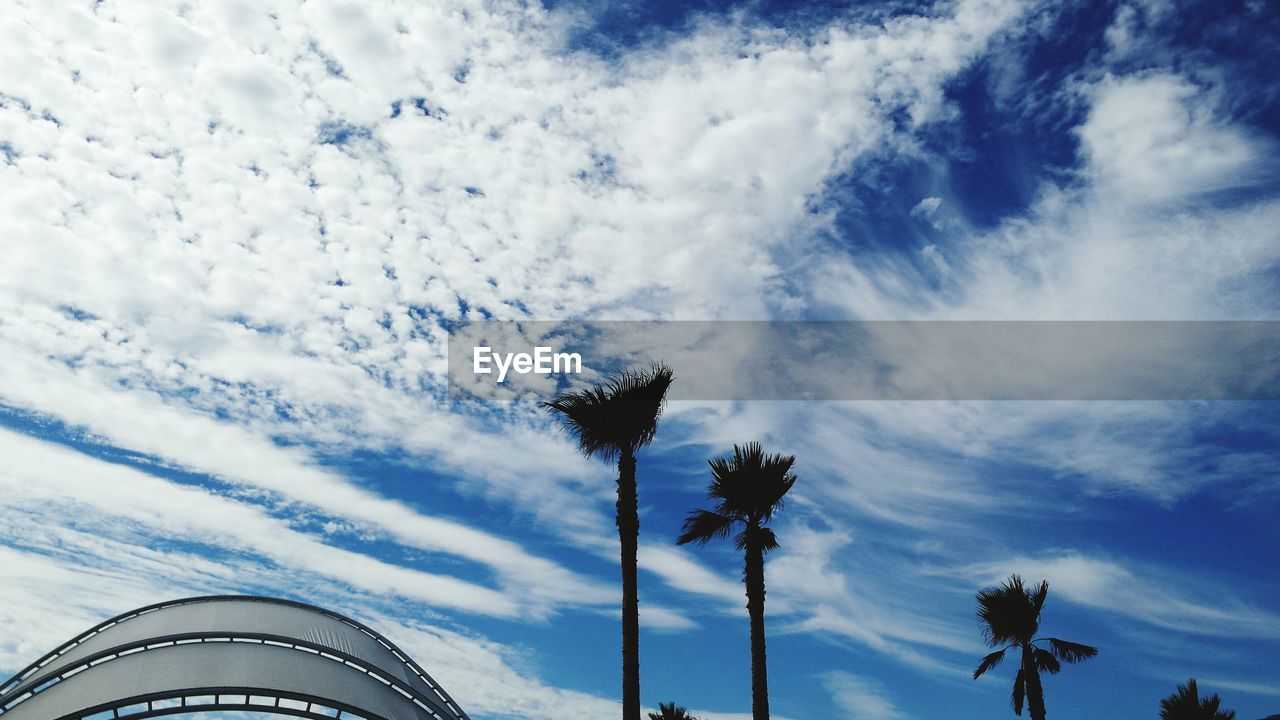 Low angle view of palm trees against sky