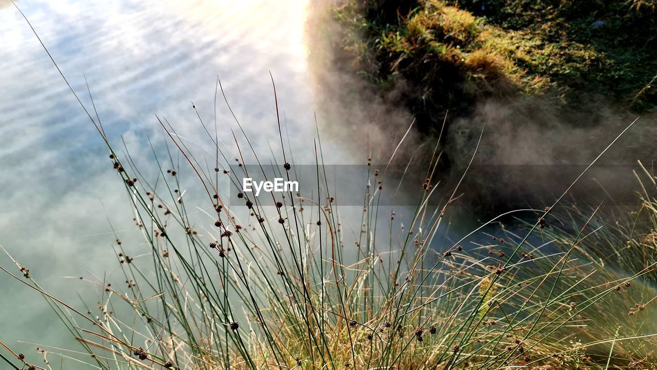 CLOSE-UP OF GRASS GROWING IN LAKE