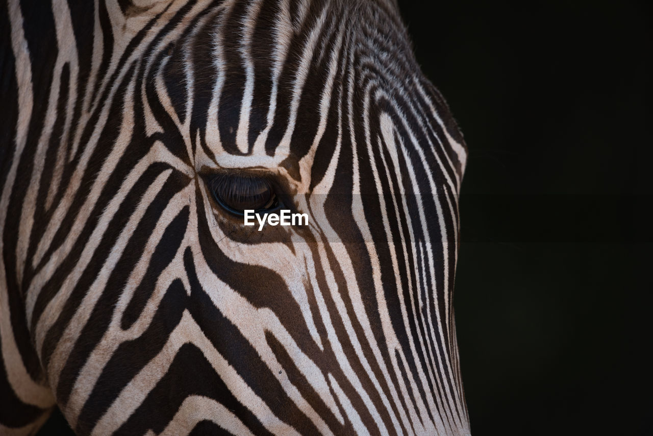 CLOSE-UP PORTRAIT OF ZEBRA OF BLACK BACKGROUND