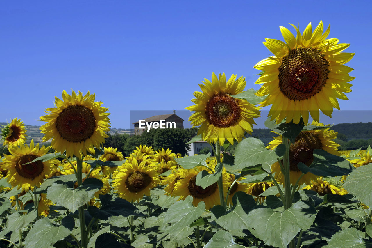 sunflower, flower, plant, flowering plant, freshness, field, flower head, beauty in nature, growth, nature, yellow, sky, inflorescence, petal, fragility, clear sky, sunflower seed, blue, leaf, no people, plant part, asterales, close-up, land, day, landscape, agriculture, outdoors, sunlight, botany, pollen, rural scene, blossom, springtime, sunny