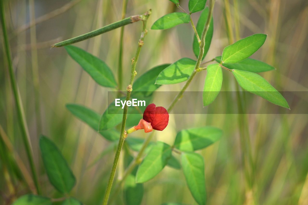 CLOSE-UP OF RED ROSE PLANT