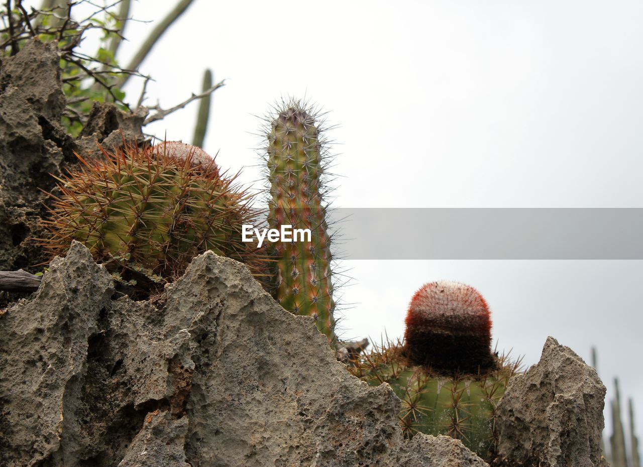 CLOSE-UP OF CACTUS AGAINST ROCK