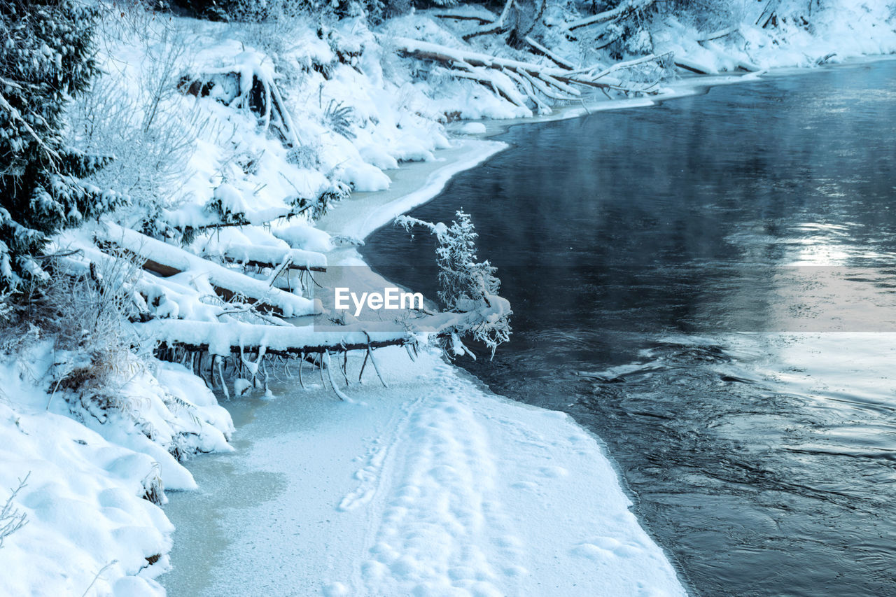 Beautiful winter cold landscape in blue tones, frost on scenic tall grass copse, winter frosty day 