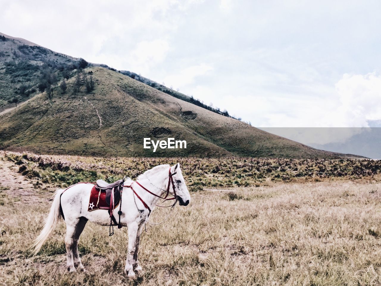 Horse on field against sky