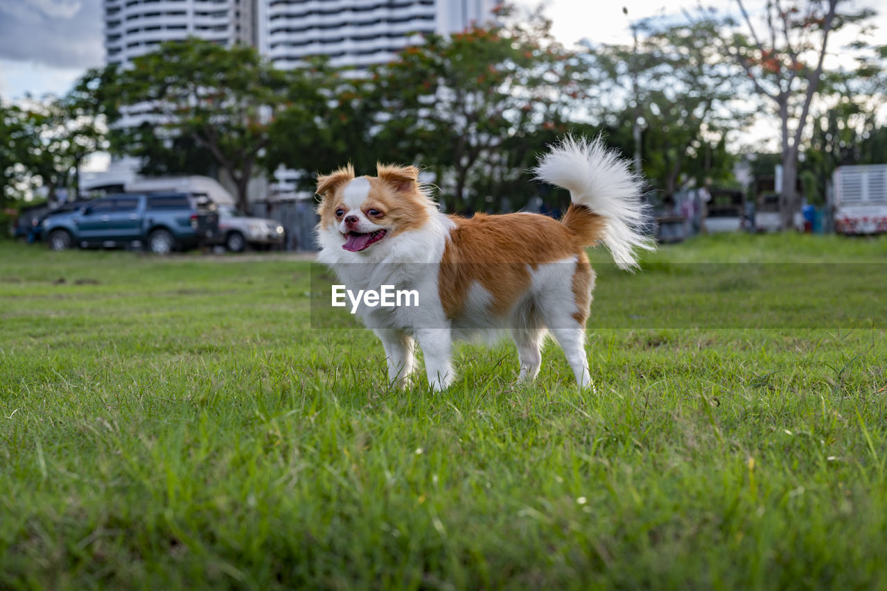 dogs running on grassy field