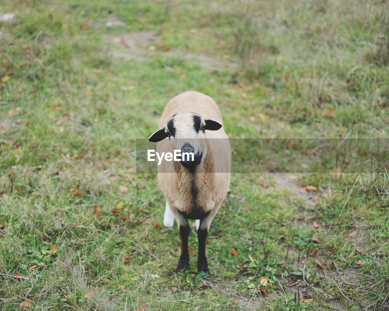 Portrait of sheep on grass