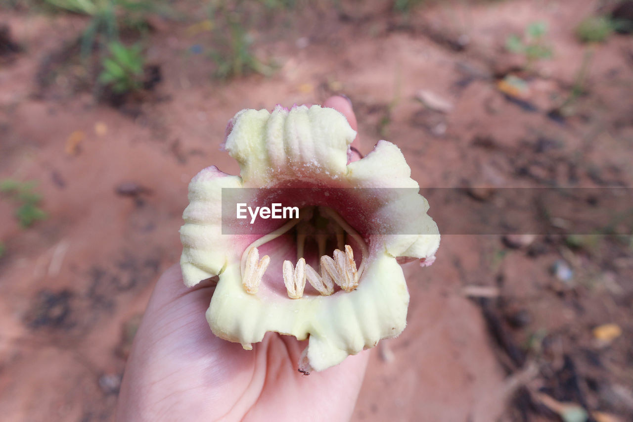 CLOSE-UP OF HAND HOLDING PINK FLOWER