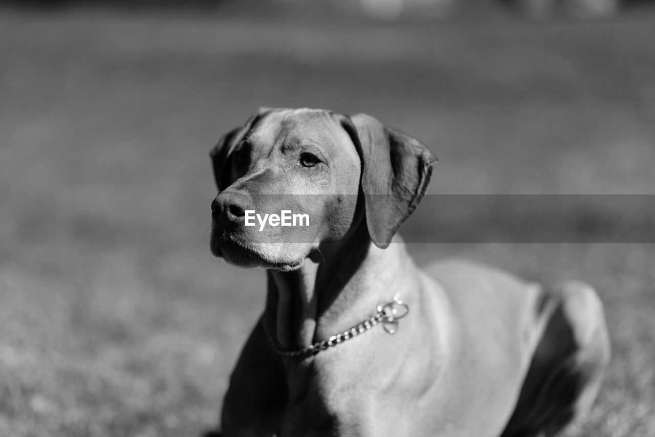 Vizsla sitting on field