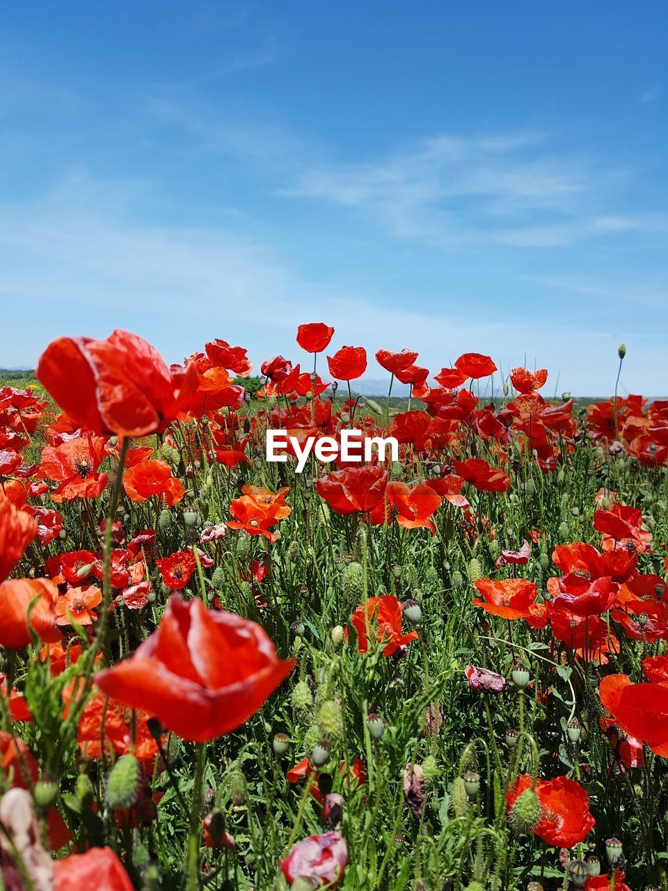 Close-up of poppy flowers blooming on field against sky