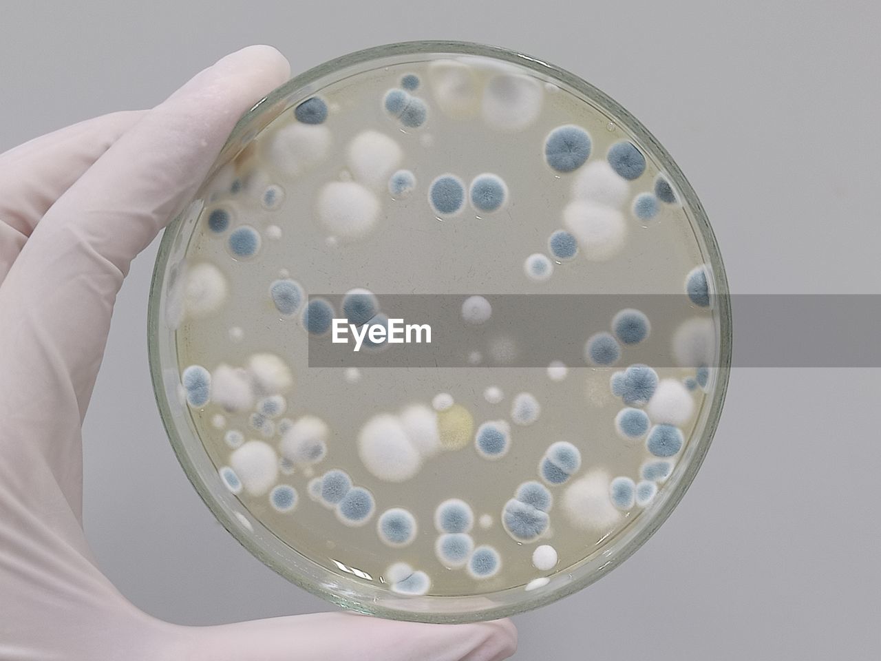 science, hand, healthcare and medicine, holding, research, indoors, scientific experiment, one person, education, biology, laboratory, studio shot, biochemistry, close-up, petri dish, chemistry, adult, medical research, occupation