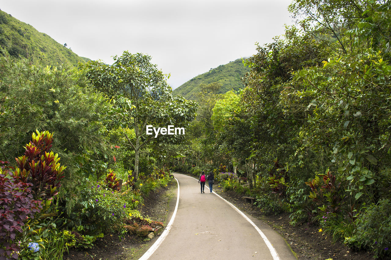 Road passing through trees