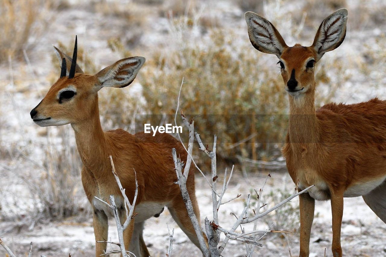 PORTRAIT OF DEER STANDING ON FIELD