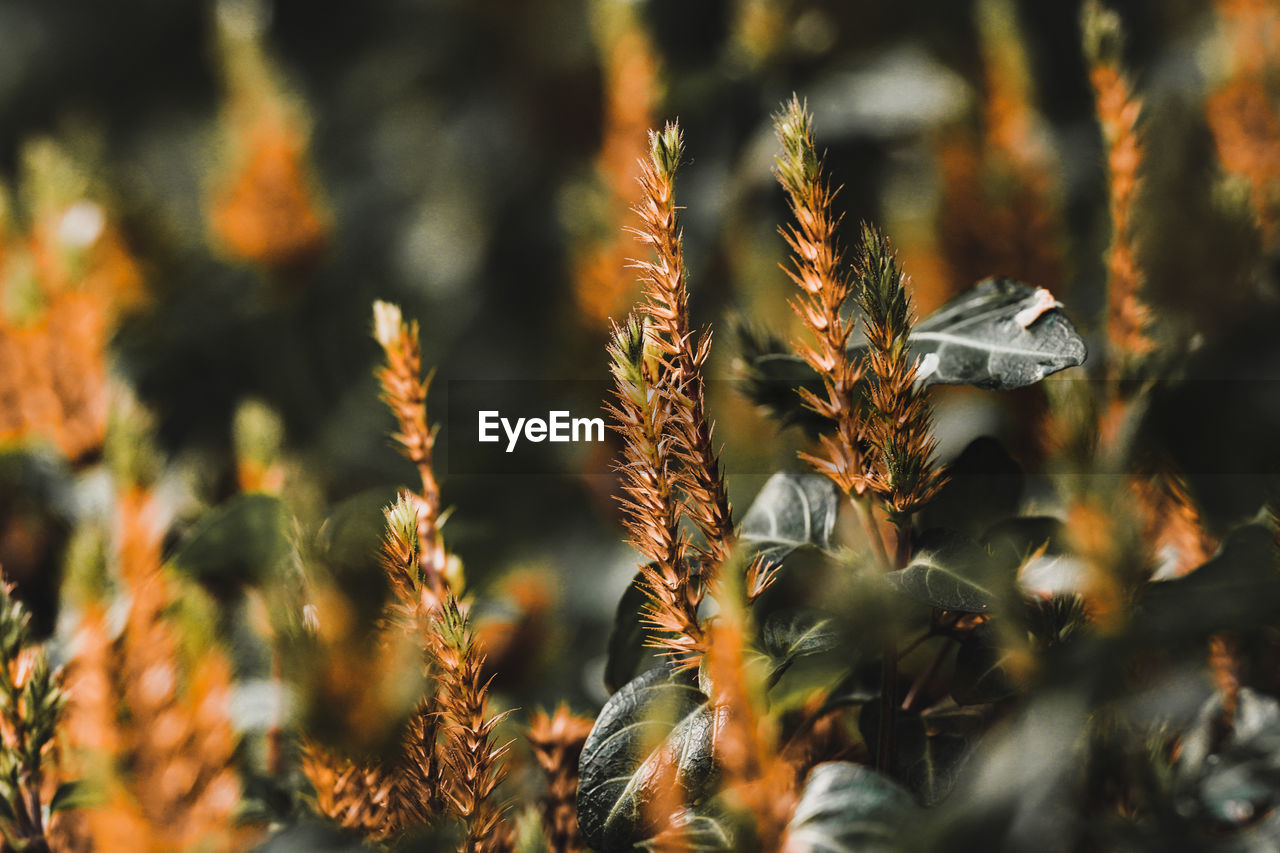 plant, nature, leaf, autumn, grass, flower, beauty in nature, growth, macro photography, land, no people, close-up, landscape, sunlight, outdoors, environment, field, agriculture, selective focus, plant part, crop, day, focus on foreground, food, sunset, rural scene, tranquility, branch, food and drink, tree, sky, scenics - nature, multi colored, non-urban scene