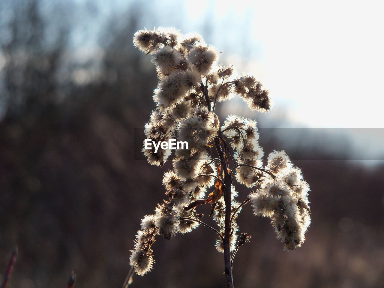 Close-up of plant