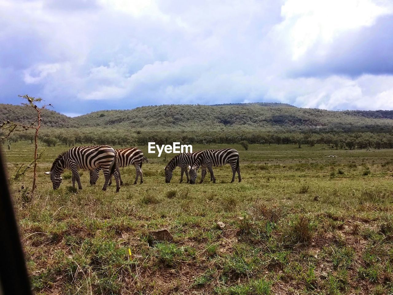 Zebras grazing on field in forest against sky