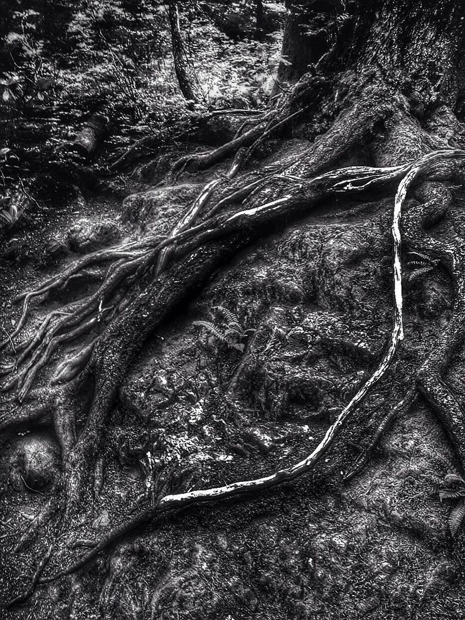 Tree root on ground