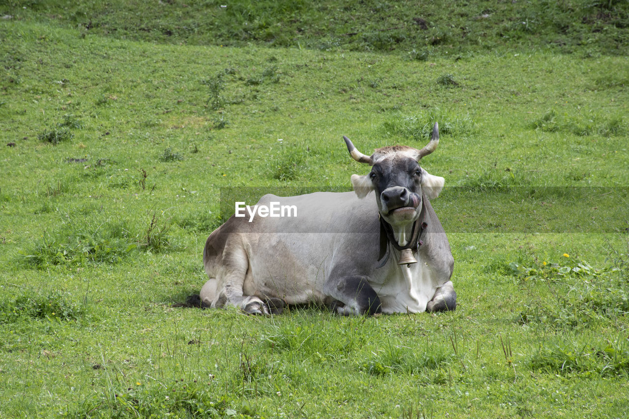 Portrait of a cow  on field