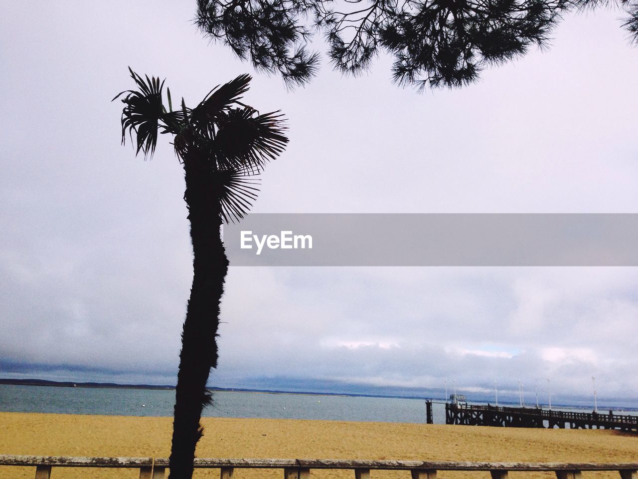 PALM TREES ON BEACH AGAINST SKY