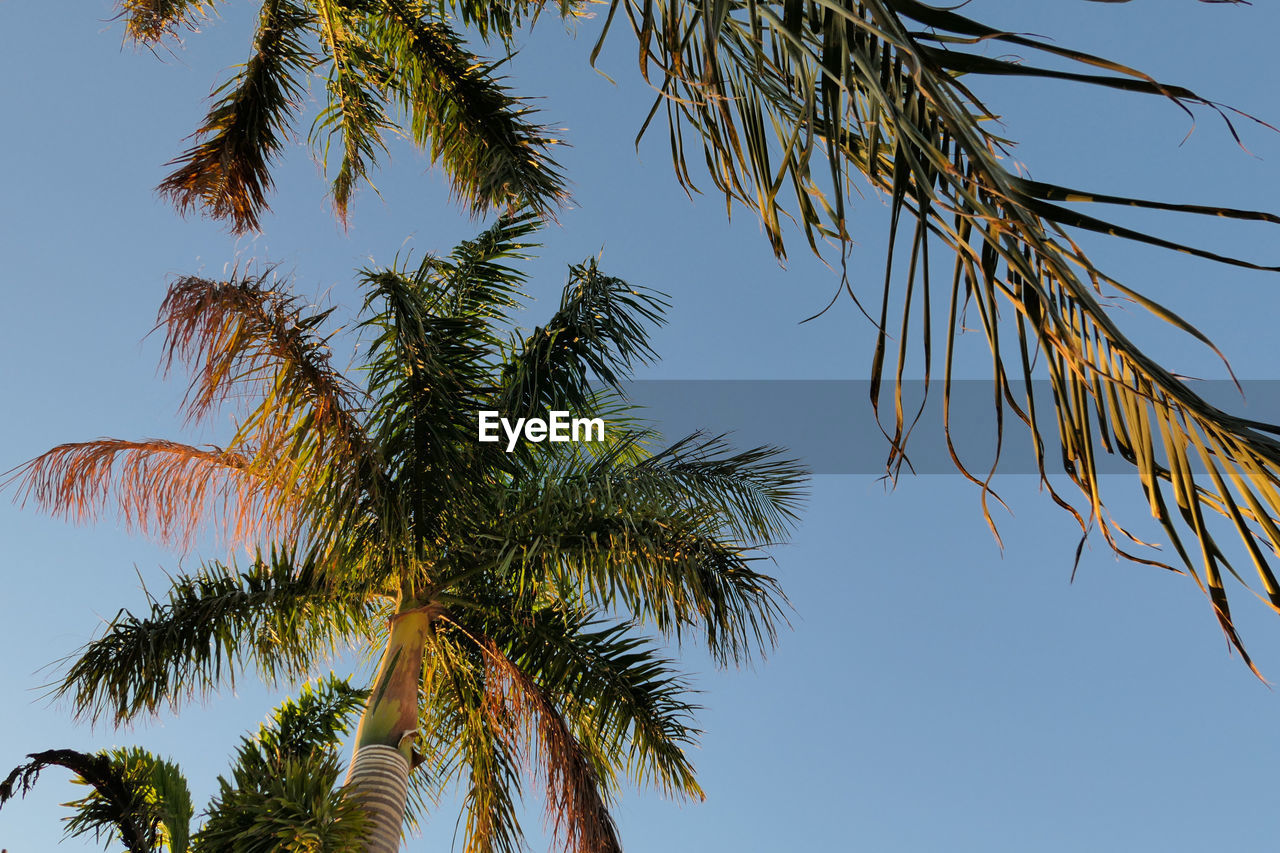 Palm tree against clear blue sky at sunrise 