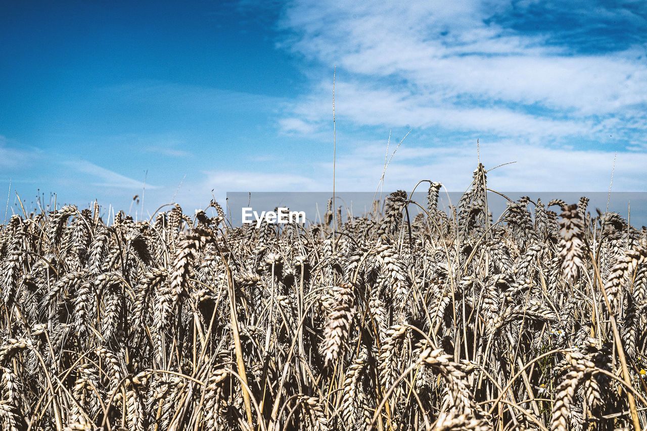 VIEW OF STALKS IN FIELD AGAINST SKY