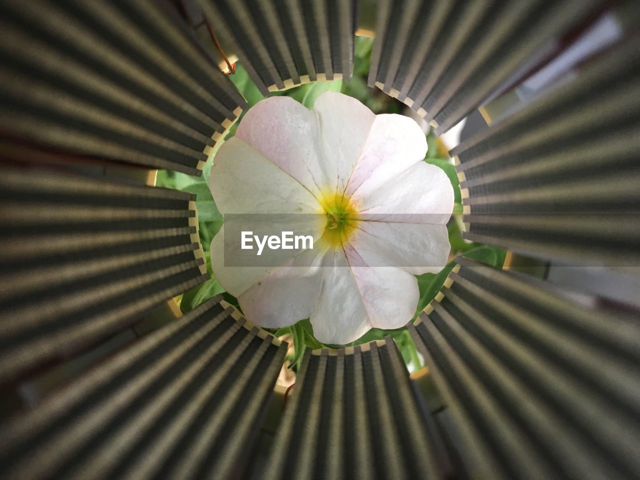 CLOSE-UP OF FLOWER IN BLOOM