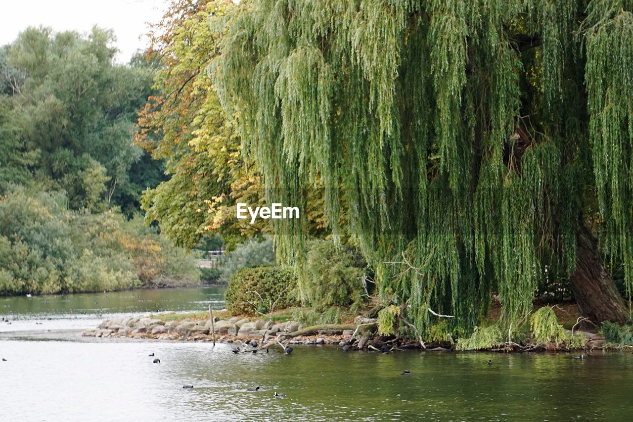 TREES BY LAKE AGAINST SKY