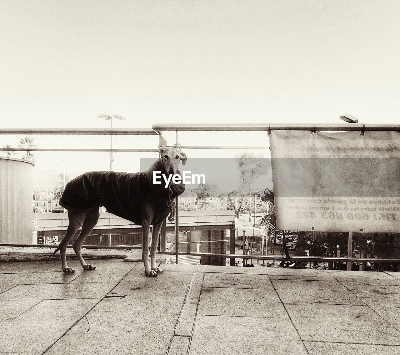 HORSE STANDING ON WALL AGAINST CLEAR SKY