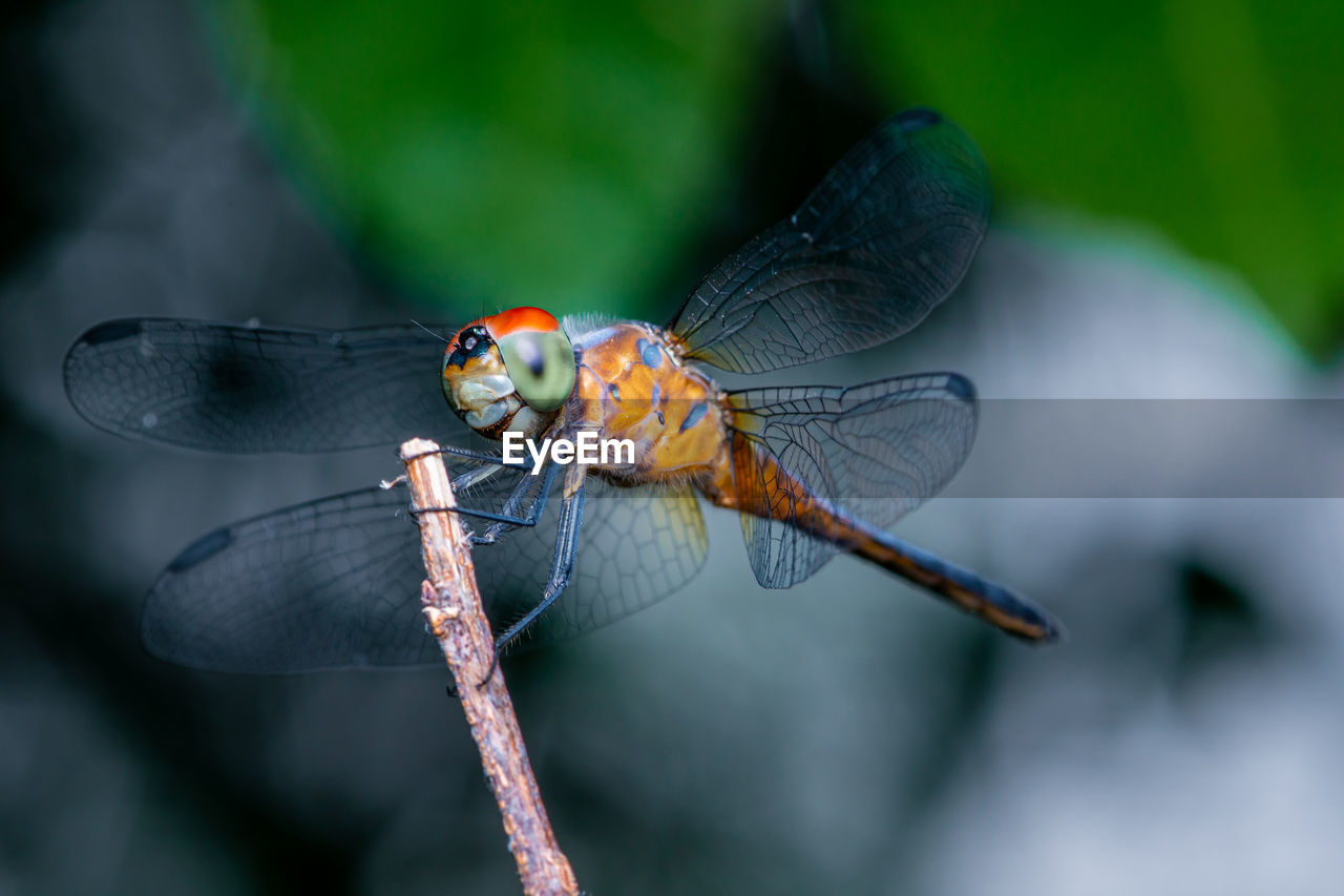 Close up of dragonfly perched on a tree branch, dry wood and nature background, colorful insect.