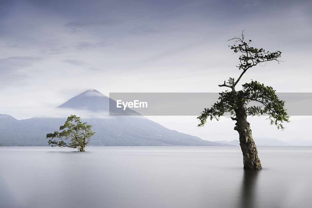 Scenic view of tree in lake against sky