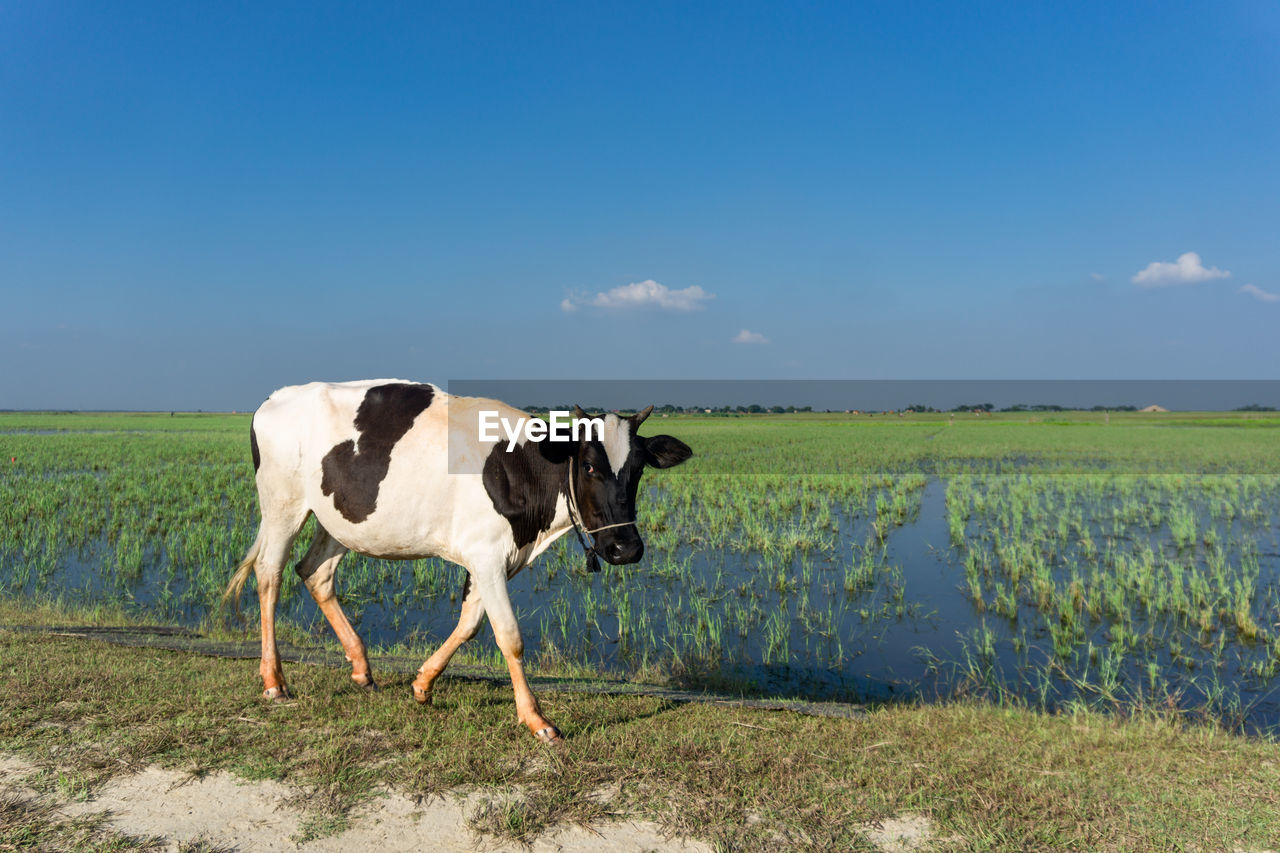 COW STANDING IN FARM