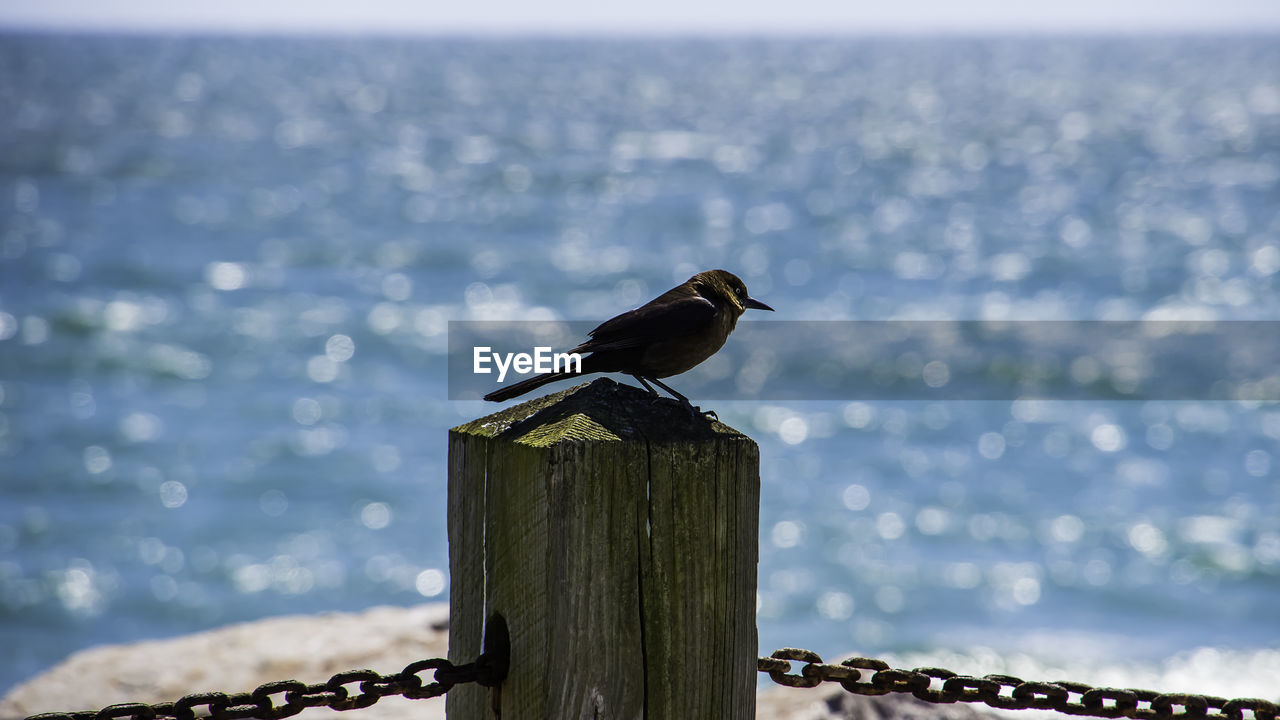 BIRD PERCHING ON WOODEN POST AT SEA SHORE